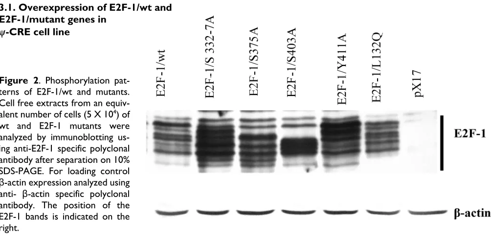 Figure 2. Phosphorylation pat-terns of E2F-1/wt and mutants. 