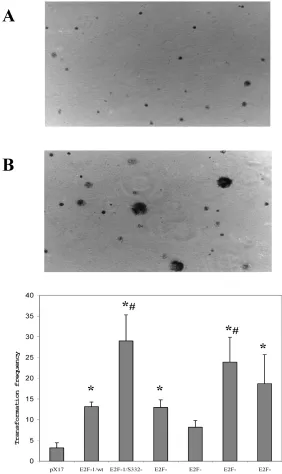 Figure 5. Representative soft agar fields de-monstrating colony formation by transformed cells
