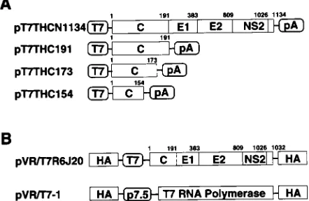 FIG. 1. Construction of HCV cDNA expression vectors. (A) Structure of theHCV genome. The coding frame of the polyprotein is represented by an open