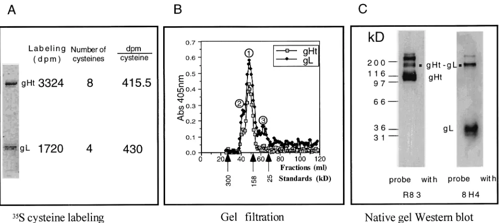 FIG. 1. The stoichiometry of gHt and gL in the complex. (A) HL-7 cells were grown in medium containing [35to detect gL.in the absence of reducing reagent