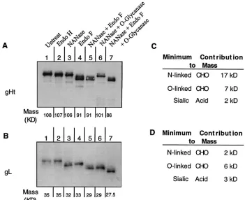 TABLE 1. gH and gL antibodies which react with linear epitopes