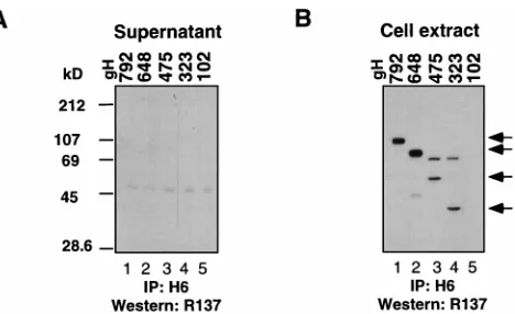 FIG. 7. Positions of the epitopes for MAbs to gH and gL mapped in thisstudy. Schematic ﬁgures depict the linear amino acid sequences of gH and gL.