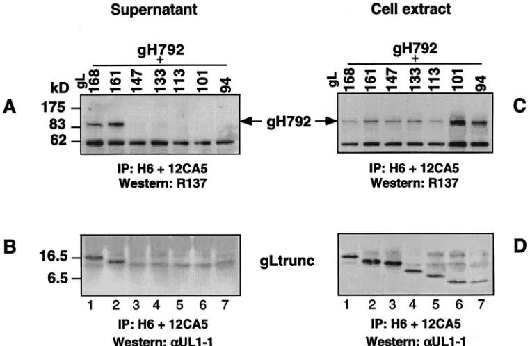 FIG. 9. Determination of the shortest C-terminal truncation of gH that forms a complex with full-length gL and is secreted