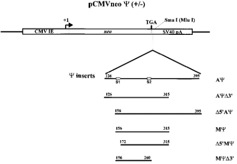 FIG. 1. Constructs used to assay regions of the genome necessary for �function. Portions of the RSV Prague C genome were cloned into pASY185, apCMVneo derivative