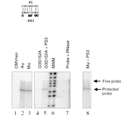 FIG. 6. (A) The sequence of O3S1S2A�that of the wt O3 stem are highlighted. The PS3 region is outlined, and thesequences mutated in O3S1S2Apairing between S1 and PS3 in the O3S1S2A mutant