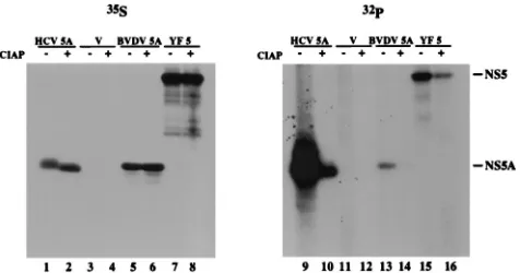 FIG. 3. Phosphorylation of HCV NS5A, BVDV NS5A, and YF NS5 tran-siently expressed in BHK-21 cells