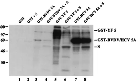 FIG. 5. In vitro phosphorylation of fusion proteins consisting of GST andBVDV NS5A, YF NS5, or HCV NS5A by a kinase activity associated with the