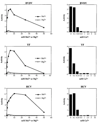 FIG. 6. Comparison of the effects of divalent cation concentration on the in vitro phosphorylation of GST-BVDV NS5A, GST-YF NS5, and GST-HCV NS5A.pTM3/GST-BVDV 5A, pBRTM/GST-YF 5, or pTM3/GST-HCV 5A was expressed in BHK-21 cells, and the respective fusion proteins were puriﬁed and assayed for