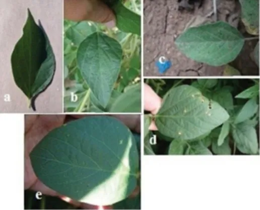 Fig 6: Sample segmented images resized to 64x64pixels a) healthy leaf image taken under a constant background b) healthy leaf  image taken in uncontrolled environment [ce] leaf images from a plant affected by: c) septorial leaf blight d) frogeye leaf spot e) downy mildew 