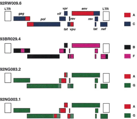 FIG. 6. Inferred structures of the four recombinant genomes characterized inthis study
