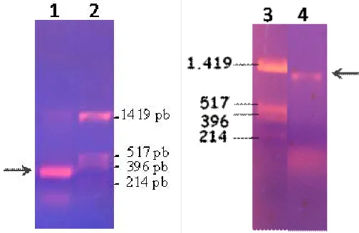 Fig 1. Agarose gel electrophoregram of PCR (A) Fragment of lipase gene as result of amplification using internalprimer (lane 1)