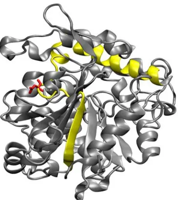 Fig 2. 3D Structure of Lipase ITB3.1. b-6and a-6 are colored in yellow.  ResidueAsn194 is drawn as red sticks.