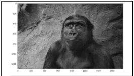 Fig. 4. Input image for inserting noise 