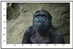 Fig. 8 Histogram of the Original Image 