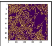 Fig. 12. Equalized colour Image 