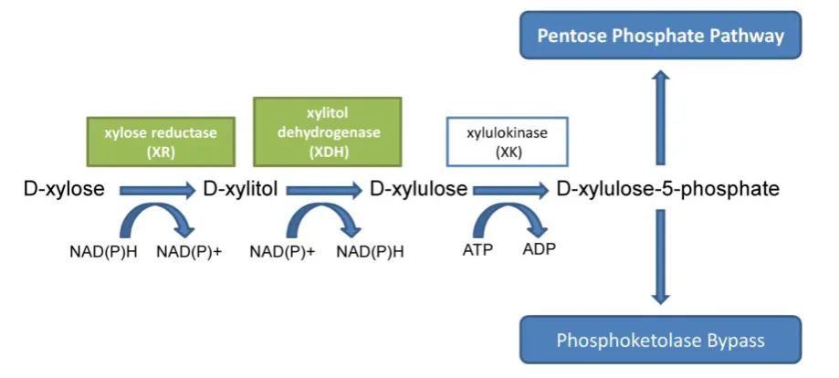 Figure 2. Metabolic pathway of D-xylitol in yeasts. 