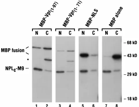 FIG. 3. Subcellular localization of �Monolayers were transfected with wild-type (A) or A30P mutant (C) expressionvectors and analyzed by indirect immunoﬂuorescence with a-gal–Vpr fusion proteins in HeLa cells