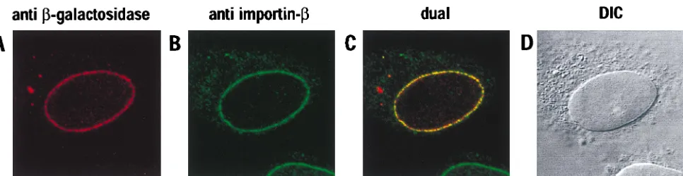 TABLE 1. Yeast two-hybrid interaction of HIV-1 Vprwith a nucleoporin FG-repeat regiona