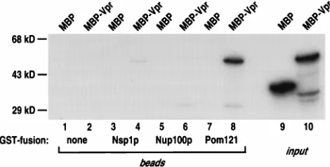 FIG. 5. Interaction of Vpr with nucleoporin FG-repeat regions in vitro. Ra-diolabeled MBP-Vpr or MBP alone was incubated with GST, GST-Nsp1p, GST-