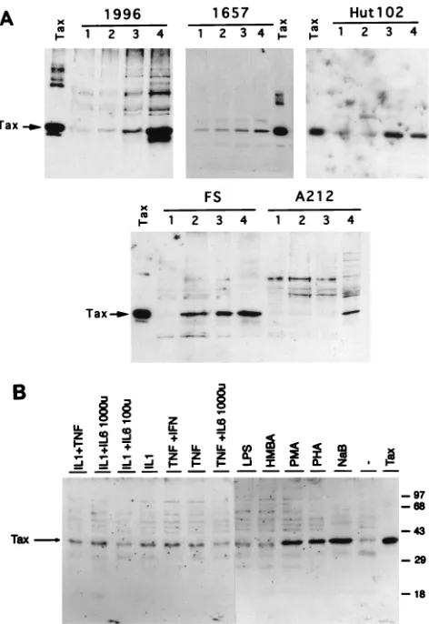 FIG. 1. Expression of Tax protein in HTLV-1 chronically infected cell linesfollowing treatment with various T-cell activation stimuli and cytokines