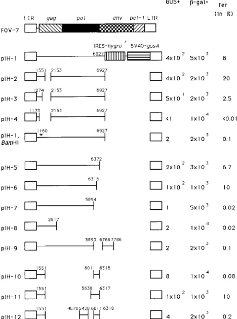 FIG. 1. Constructs used in the packaging experiments with respect to thepFOV-7 helper virus