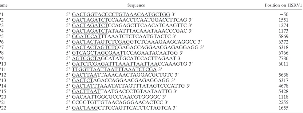TABLE 1. Nucleotide sequences of the oligonucleotides useda