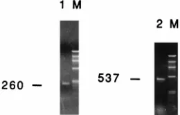FIG. 2. Schematic presentation of the protocol followed to test for transfer.DMEM, Dulbecco’s modiﬁed Eagle’s medium; FCS, fetal calf serum.
