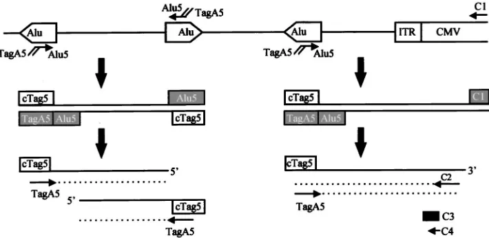 FIG. 1. Schematic of Alucontaining a tag; and C1, a CMV-speciﬁc primer. After an initial 10 cycles of PCR, the ﬁrst set of primers was destroyed by uracil DNA glycosylase-induced nicks atdUTP (ﬁlled box)