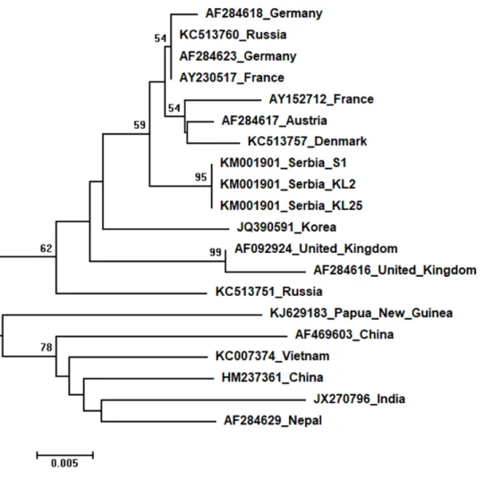 Figure 8 Neighbour-Joining tree of studied SBV sequences. The tree was constructed using a 429 nt long aligned matrix of 20 sequences encoding a partial coding sequence (cds) of polyprotein gene of SBVs.