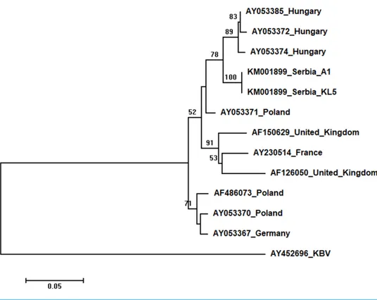 Figure 7 Neighbour-Joining tree of studied ABPV sequences. The tree was constructed using a 398 nt long aligned matrix of 12 sequences encoding a capsid protein of ABPVs