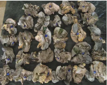 Fig 1.  The postmortem specimens of the present study. 