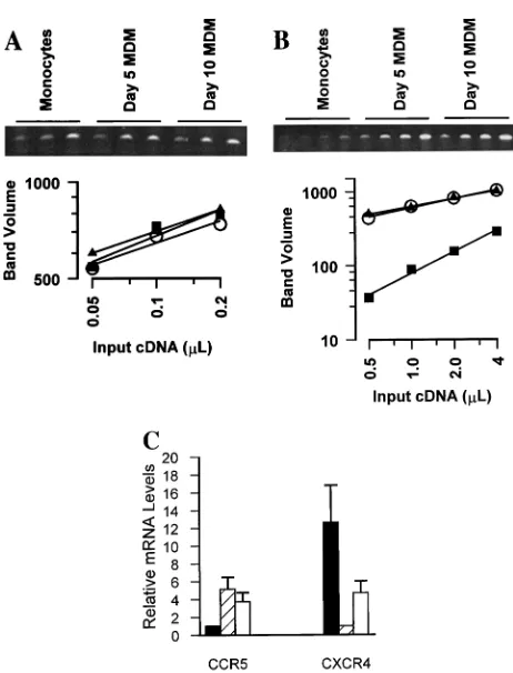 FIG. 1. HIV-1 infection of monocytes and MDM. Freshly isolated peripheralblood monocytes and MDM cultured in duplicate for 5 days were infected with