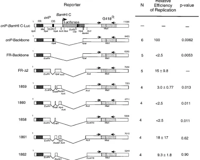 TABLE 4. Multiple copies of Rep* enhance short-termreplication of plasmids in 143/EBNA-1 cells