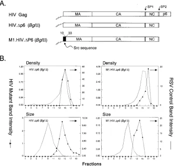 FIG. 4. Deletion of the HIV-1 (SP2/p6) sequence. (A) The wild-type HIV Gag protein is shown at the top
