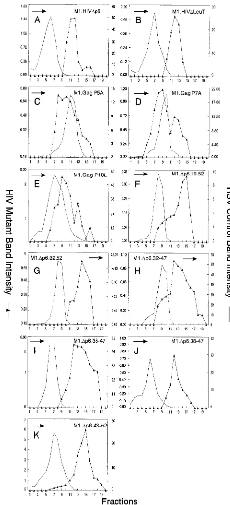 FIG. 6. Distribution of particle size in rate zonal gradients. COS-1 cells weretransfected with the indicated smaller p6 deletion mutant DNAs and labeled with