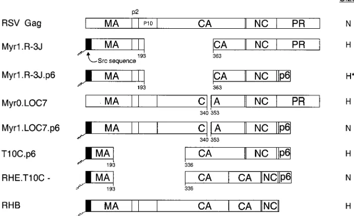 FIG. 7. Schematic diagrams of chimeric RSV-HIV Gag proteins. The wild-type RSV Gag protein (open box) is shown at the top
