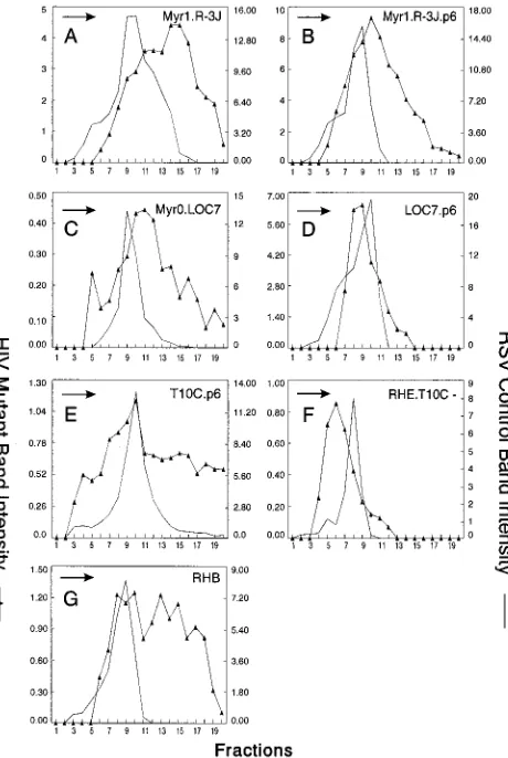 FIG. 8. Distribution of particle size in rate zonal gradients. COS-1 cells weretransfected with the indicated chimeric RSV-HIV mutant DNAs and labeled