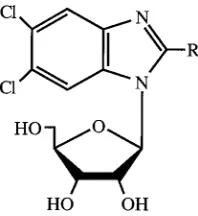 FIG. 1. Structure of benzimidazole ribonucleosides. TCRB, R �BDCRB, R Cl; � Br.