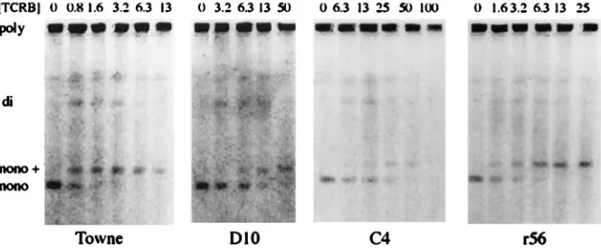 FIG. 4. Pulsed-ﬁeld electrophoresis study of monomer formation by the mutant viruses in the presence of TCRB