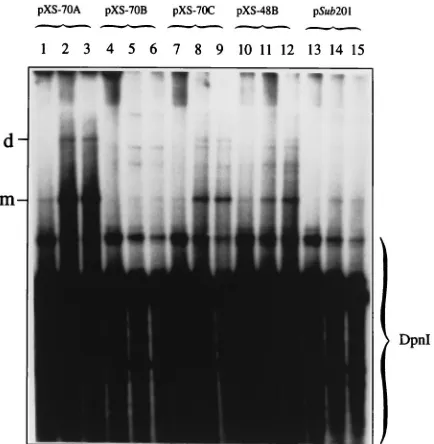 FIG. 1. Schematic structure of the AAV genome containing various muta-tions and/or deletions in the RBS and the YBS in the viral p5 promoter