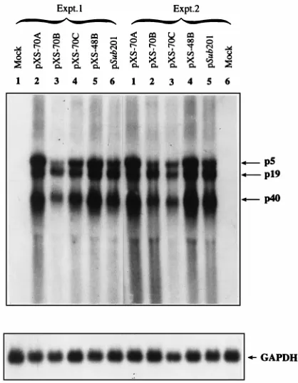 FIG. 4. Northern blot analyses of expression of AAV genes containing var-ious mutations and/or deletions in the RBS and YBS in 293 cells
