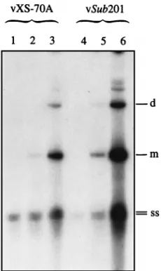 FIG. 6. Southern blot analyses of rescue and replication of AAV genomescontaining various mutations and/or deletions in the RBS and YBS in HeLa cells