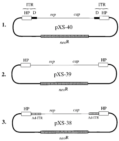 TABLE 1. Effects of rescue and autonomous replication of theAAV genome from recombinant plasmids on stabletransfection in HeLa, KB, and 293 cellsa