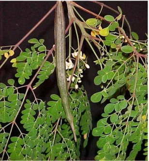 Figure  : I  MORINGA  OLEIFERA 