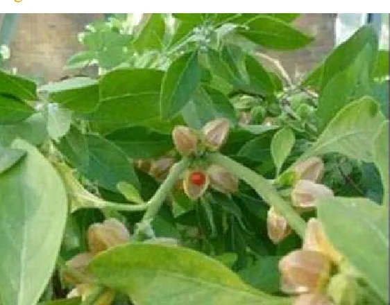 Figure  II  : WITHANIA  SOMNIFERA 