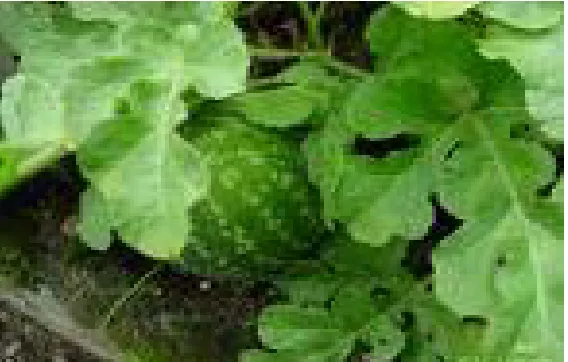 Figure  III  :   CITRULLUS  COLOSYNTHIS 