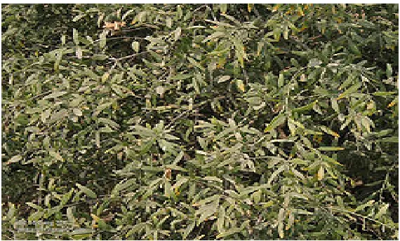 Figure  IV :  SALVADORA OLEOIDS 