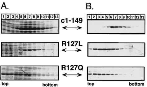 FIG. 5. Point mutations in regions I and II. In the context of core proteinc1–149, T91 and K96 in region I and R127 and P138 in region II were replaced