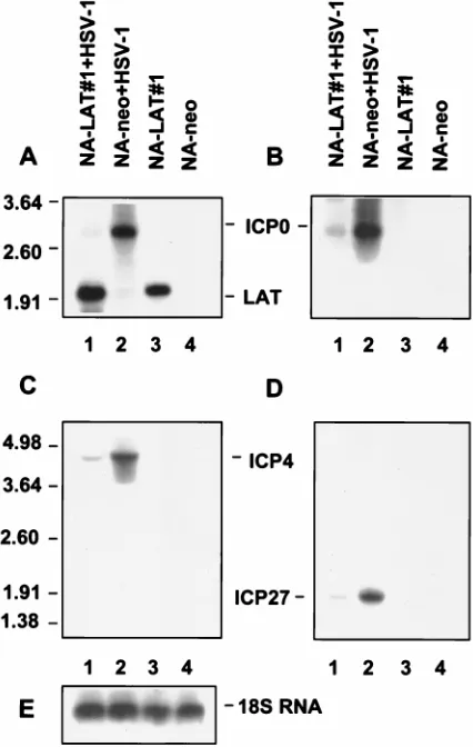 TABLE 2. LAT effect on HSV-1 LAT-negative mutant replicationin the stably transfected neuronal clonesa