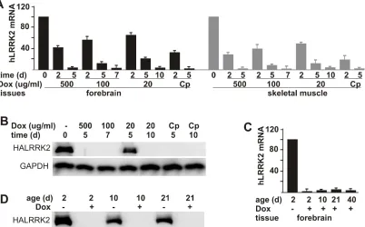 Figure 3. Dox-dependent suppression of tTA-activated gene expression in transgenic rats
